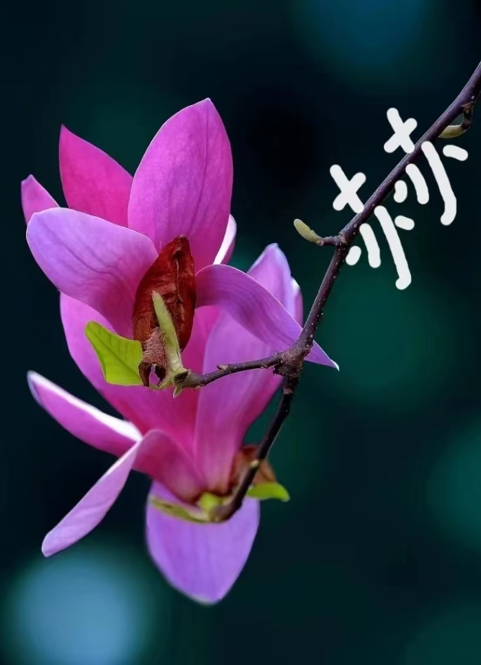 &#76;&#69;&#89;&#85;&#46;&#67;&#79;&#77;&#45;&#20048;&#40060;&#40;&#20013;&#22269;&#41;